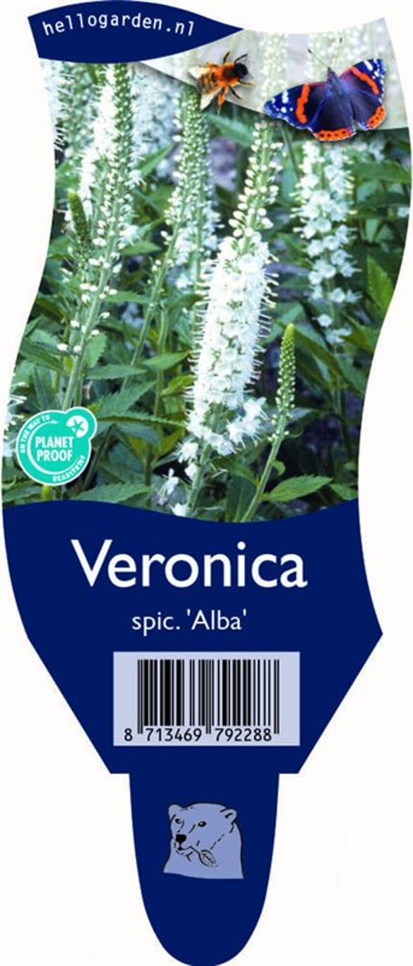 Veronica schmidtiana 'Alba' - P11